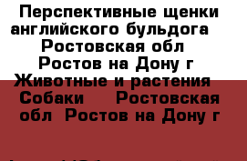 Перспективные щенки английского бульдога  - Ростовская обл., Ростов-на-Дону г. Животные и растения » Собаки   . Ростовская обл.,Ростов-на-Дону г.